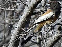 Rufous Treepie