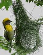 Baya Weaver