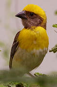 Baya Weaver