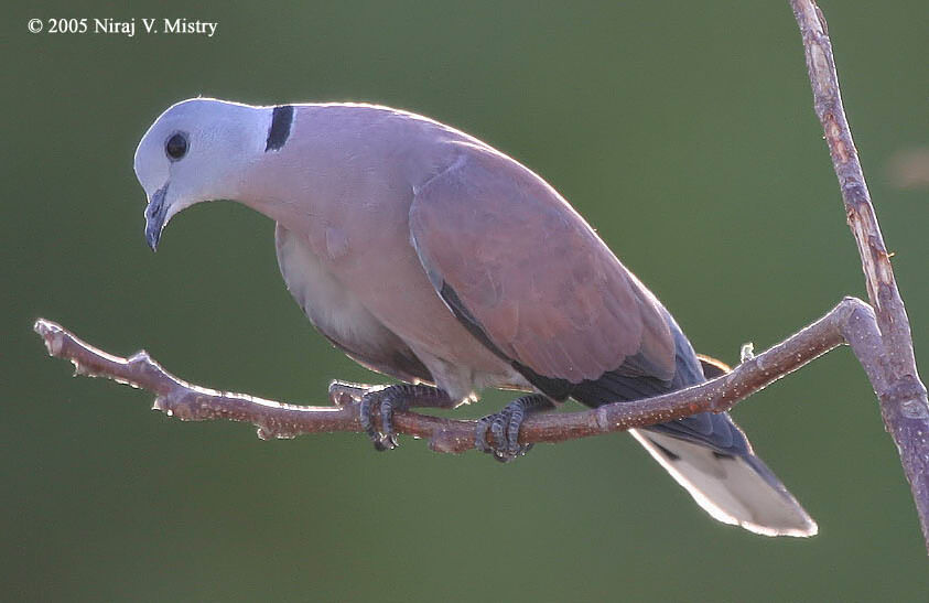 Red Turtle Dove