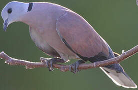 Red Turtle Dove