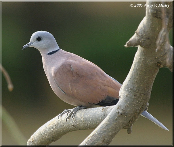 Red Collared Dove