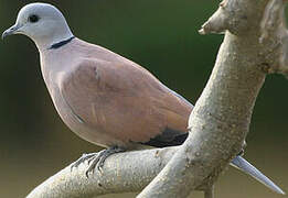 Red Collared Dove