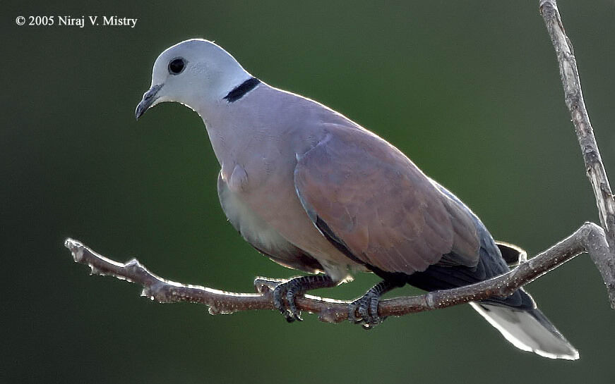 Red Turtle Dove