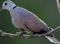 Red Collared Dove