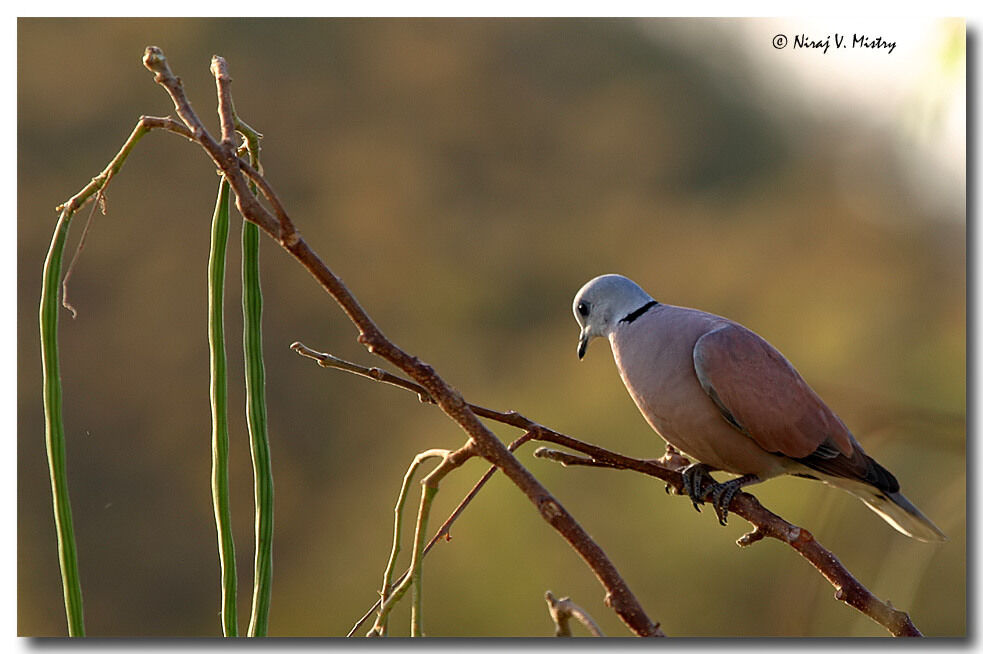 Red Turtle Dove