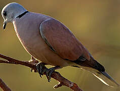 Red Collared Dove