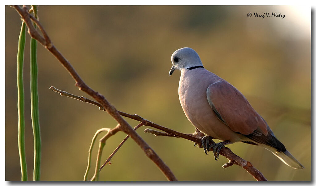 Red Collared Dove