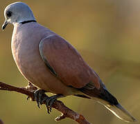 Red Turtle Dove