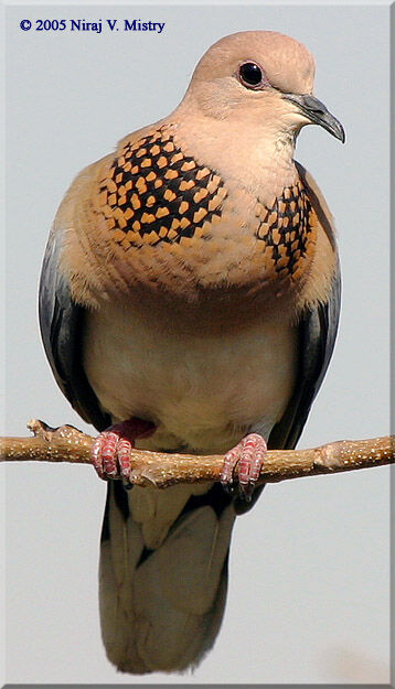 Laughing Dove