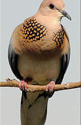 Laughing Dove