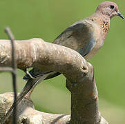 Laughing Dove