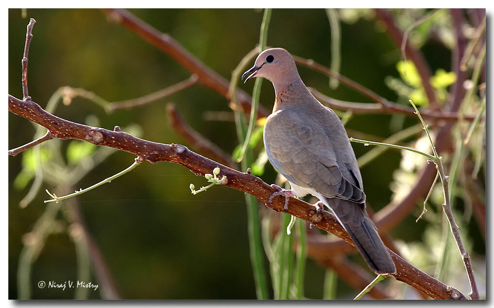 Laughing Dove