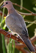 Laughing Dove