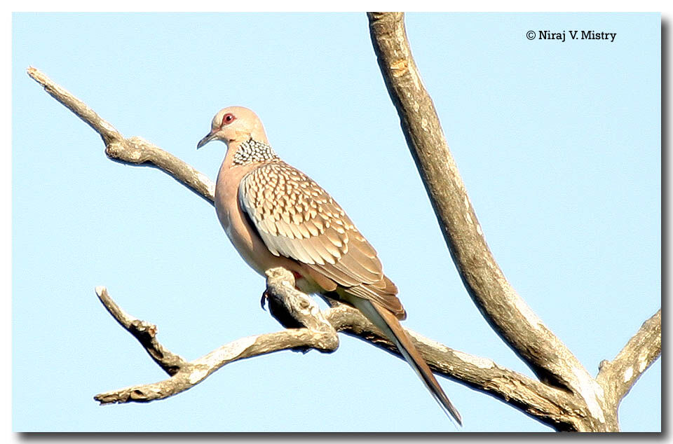 Spotted Dove