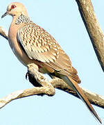 Spotted Dove