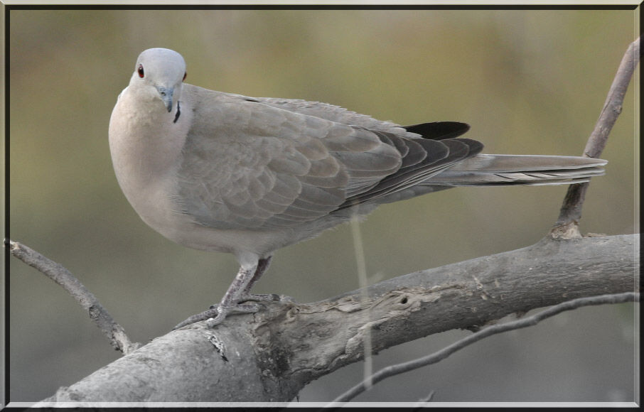 Eurasian Collared Dove