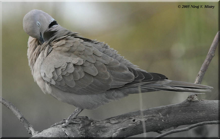 Eurasian Collared Dove