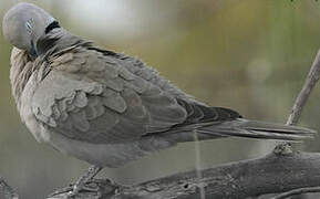 Eurasian Collared Dove