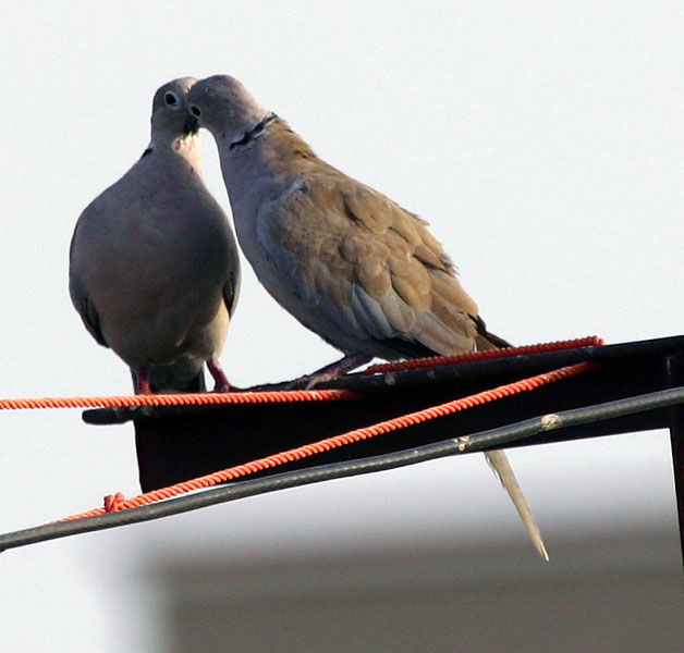 Eurasian Collared Dove