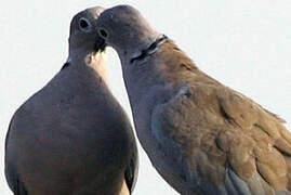 Eurasian Collared Dove