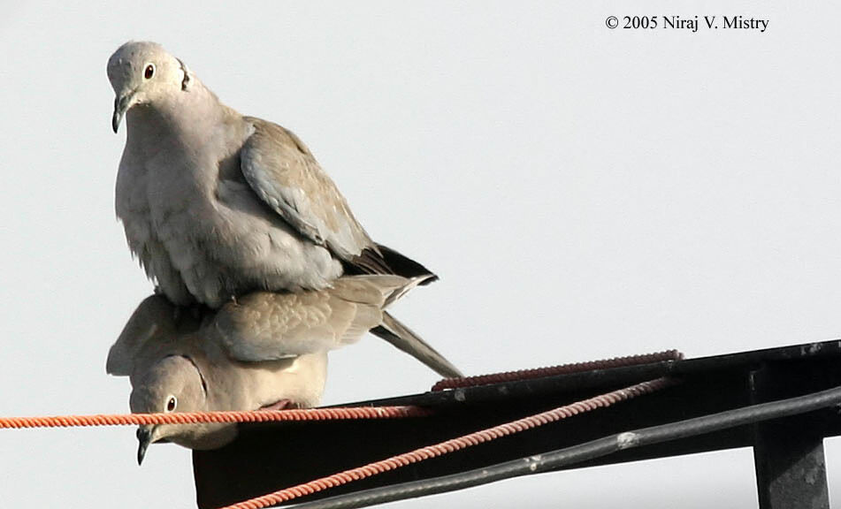 Eurasian Collared Dove