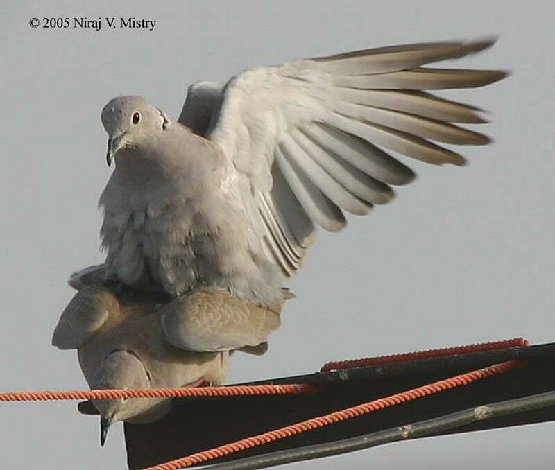 Eurasian Collared Dove