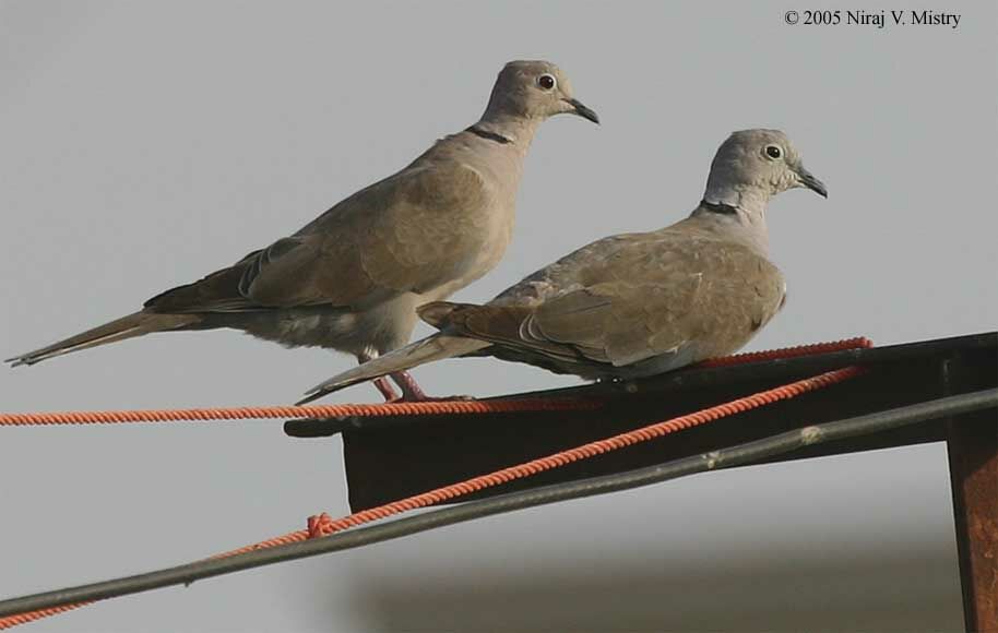 Eurasian Collared Dove