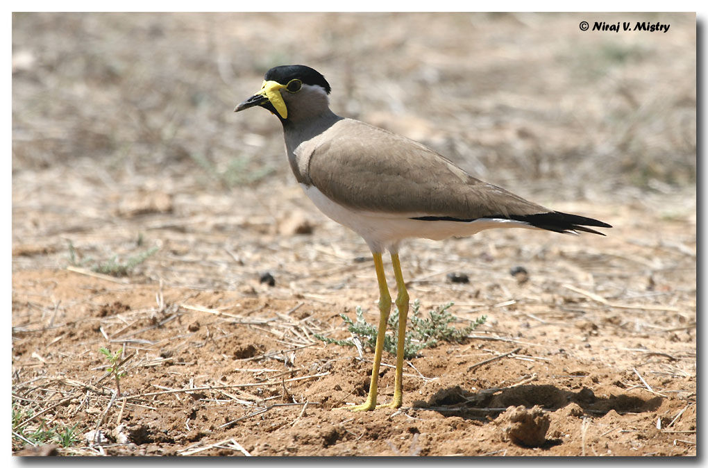 Yellow-wattled Lapwingadult