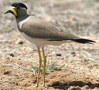 Yellow-wattled Lapwing