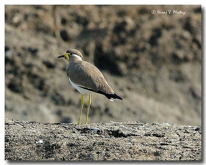 Yellow-wattled Lapwingjuvenile