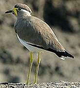 Yellow-wattled Lapwing