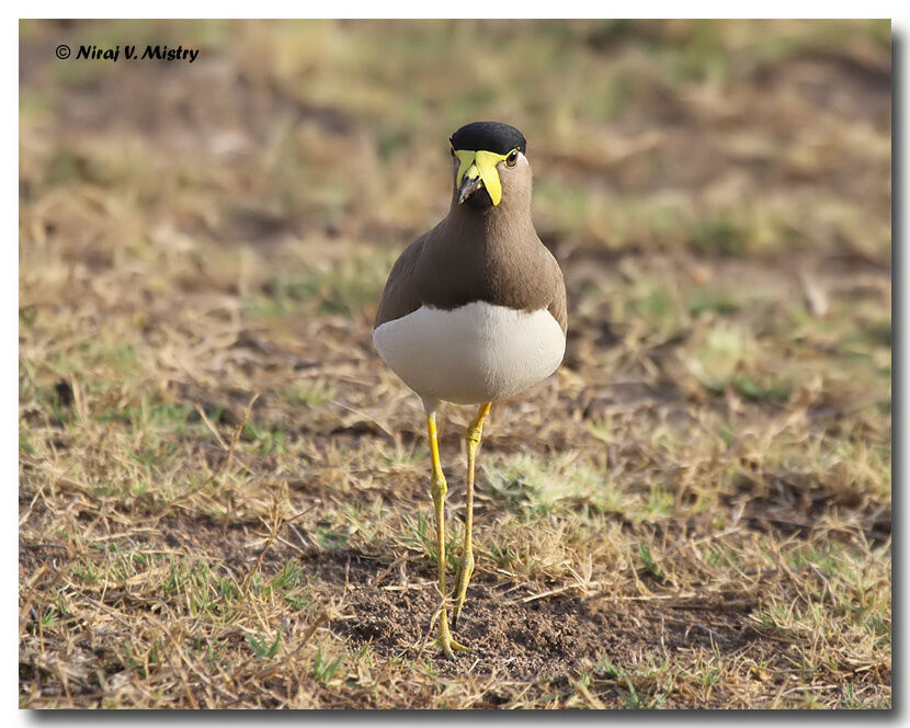 Yellow-wattled Lapwing