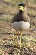 Yellow-wattled Lapwing