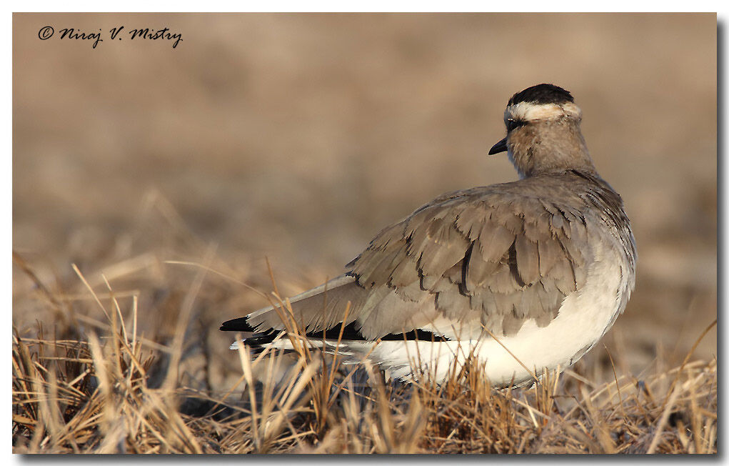 Sociable Lapwing