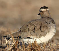 Sociable Lapwing