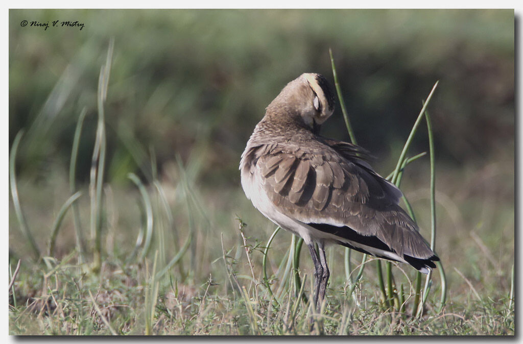 Sociable Lapwing