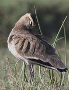 Sociable Lapwing