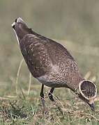 Sociable Lapwing