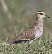 Sociable Lapwing