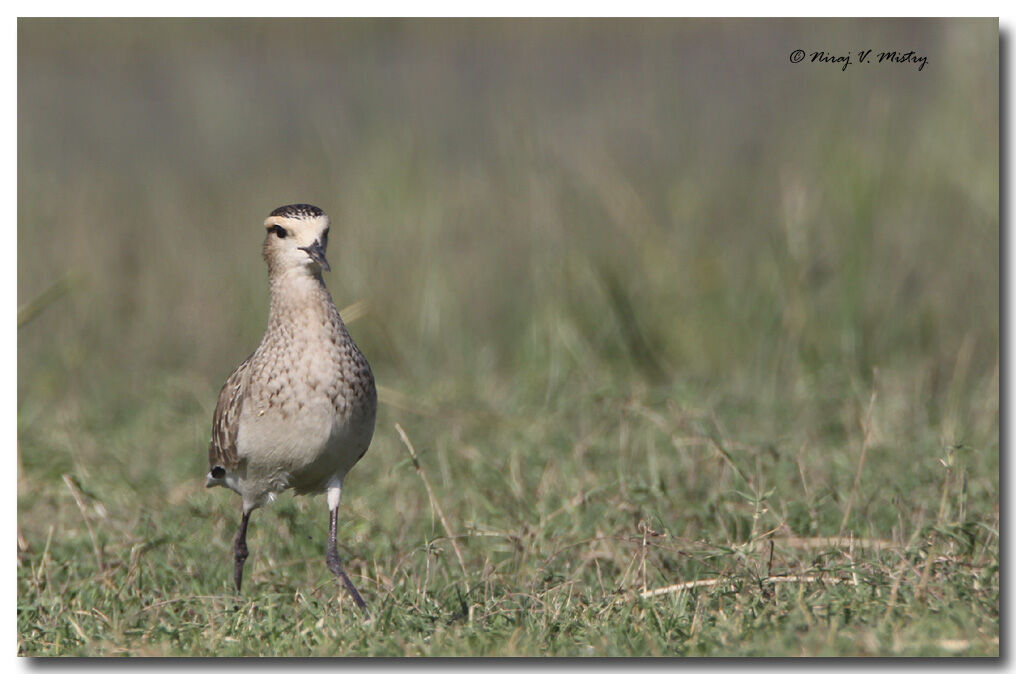 Sociable Lapwing