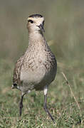 Sociable Lapwing