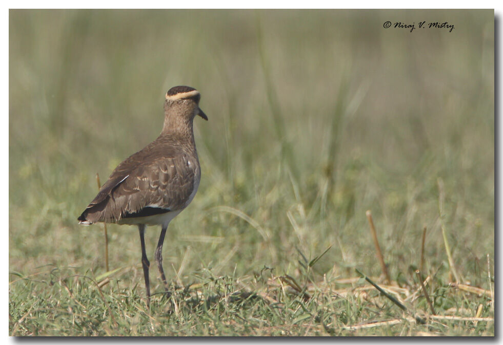 Sociable Lapwing