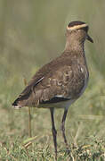 Sociable Lapwing