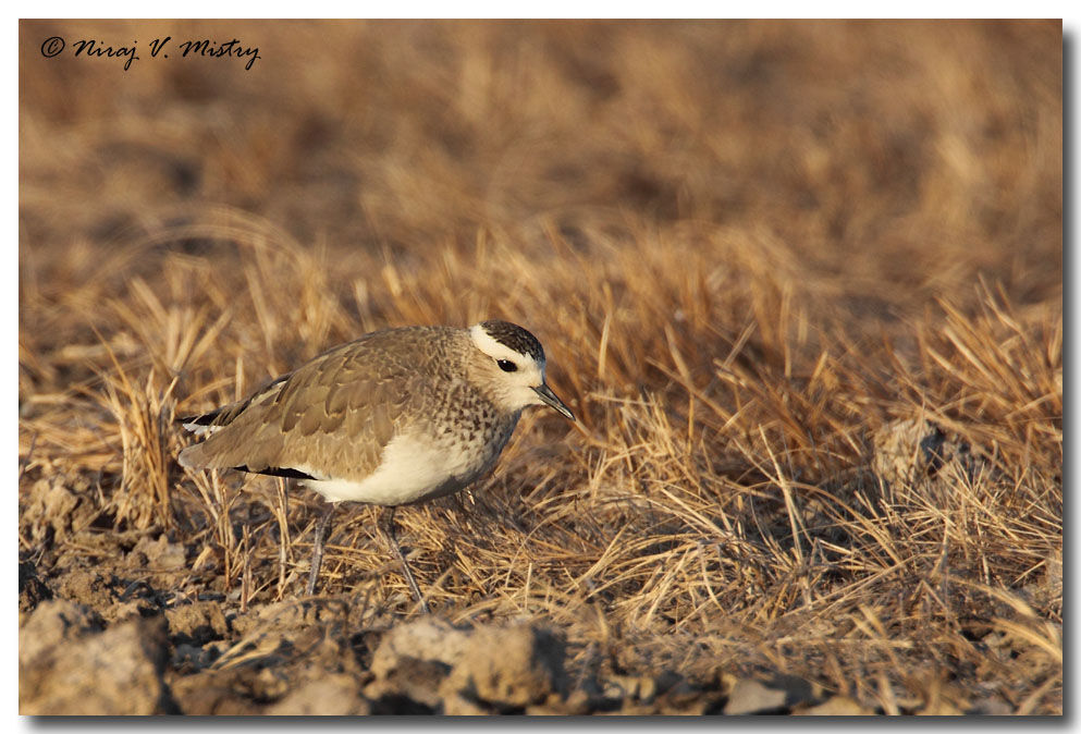 Sociable Lapwing