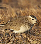 Sociable Lapwing