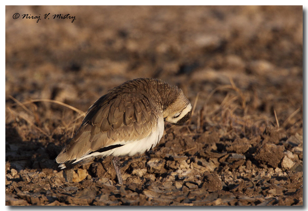 Sociable Lapwing