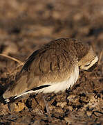 Sociable Lapwing