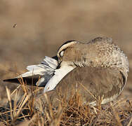 Sociable Lapwing