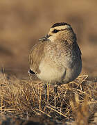 Sociable Lapwing